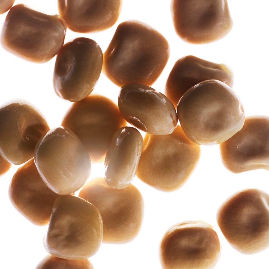 Weisse Lupine-Extrakt aus biologischer Weisser Lupine-Hydrolyzed lupine protein