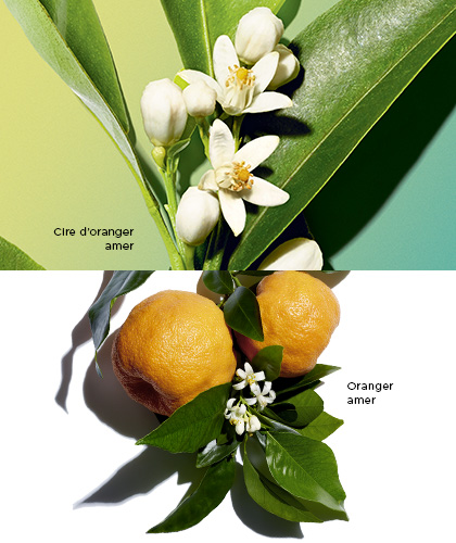 Cire d'oranger amer