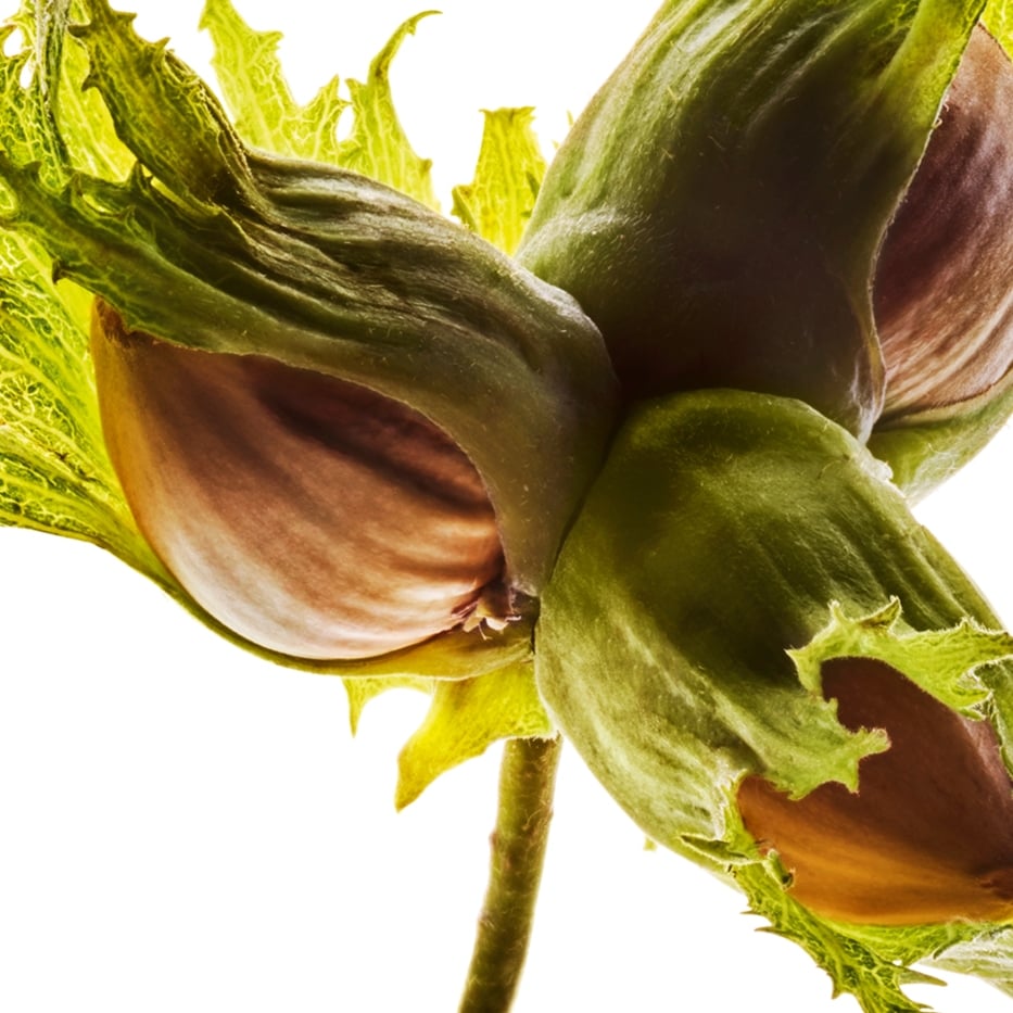 Haselnuss-Strauch-Haselnussöl-Corylus avellana (hazel) seed oil