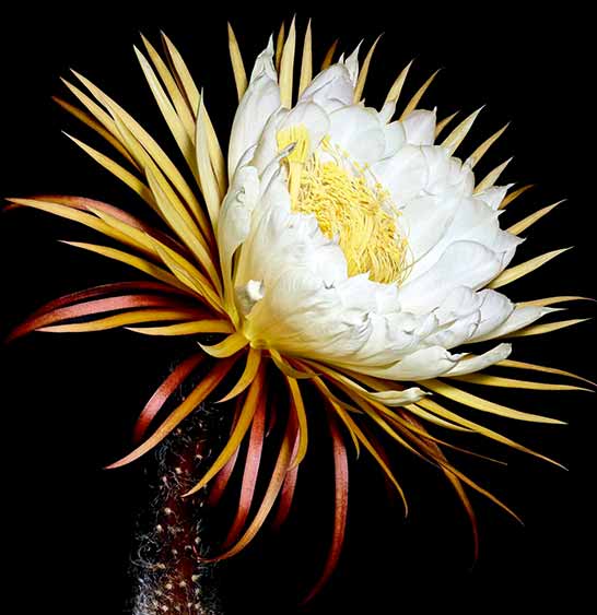 Mondblume