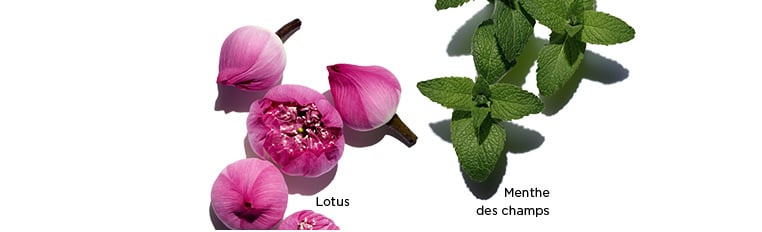 Visuels d'ingrédients Lotus, Camomille et Menthe des Champs.