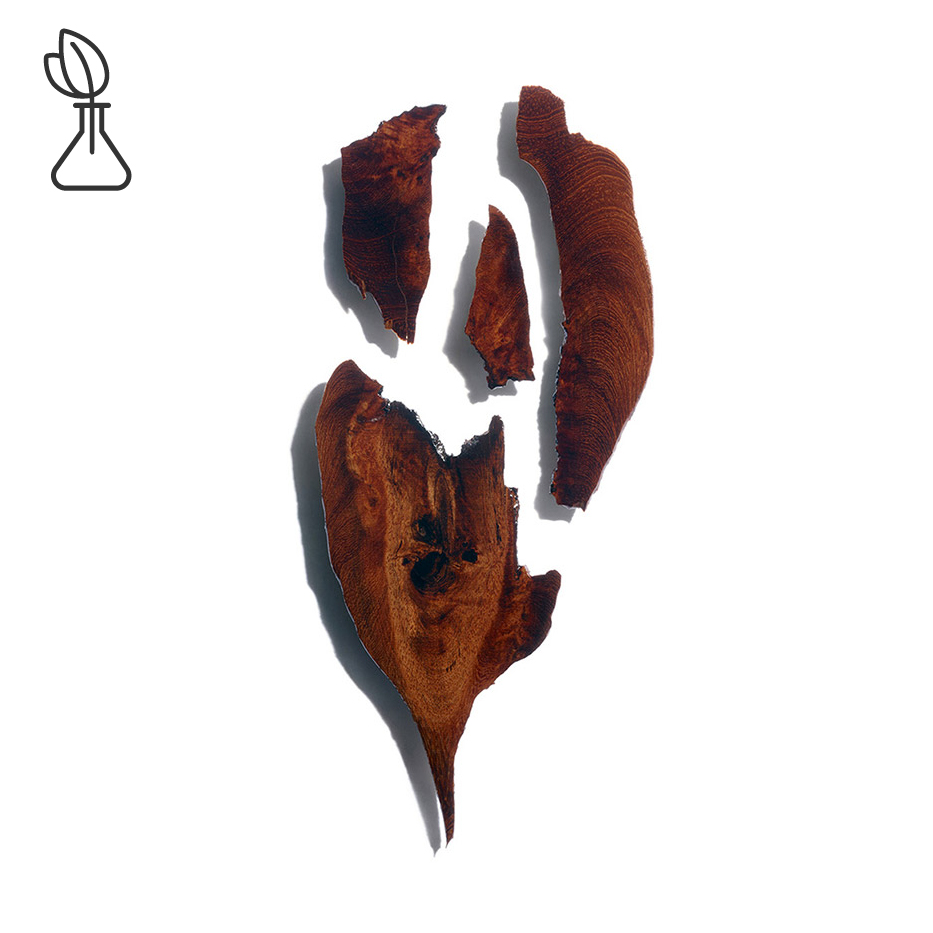 Bocoa-Bocoa-Extrakt-Bocoa prouacensis extract