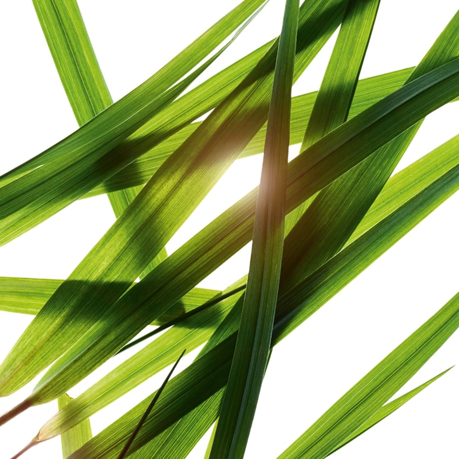 Bisongras-Bisongras-Extrakt-Hierochloe odorata extract