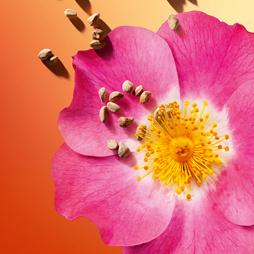 Huile de rose musquée bio