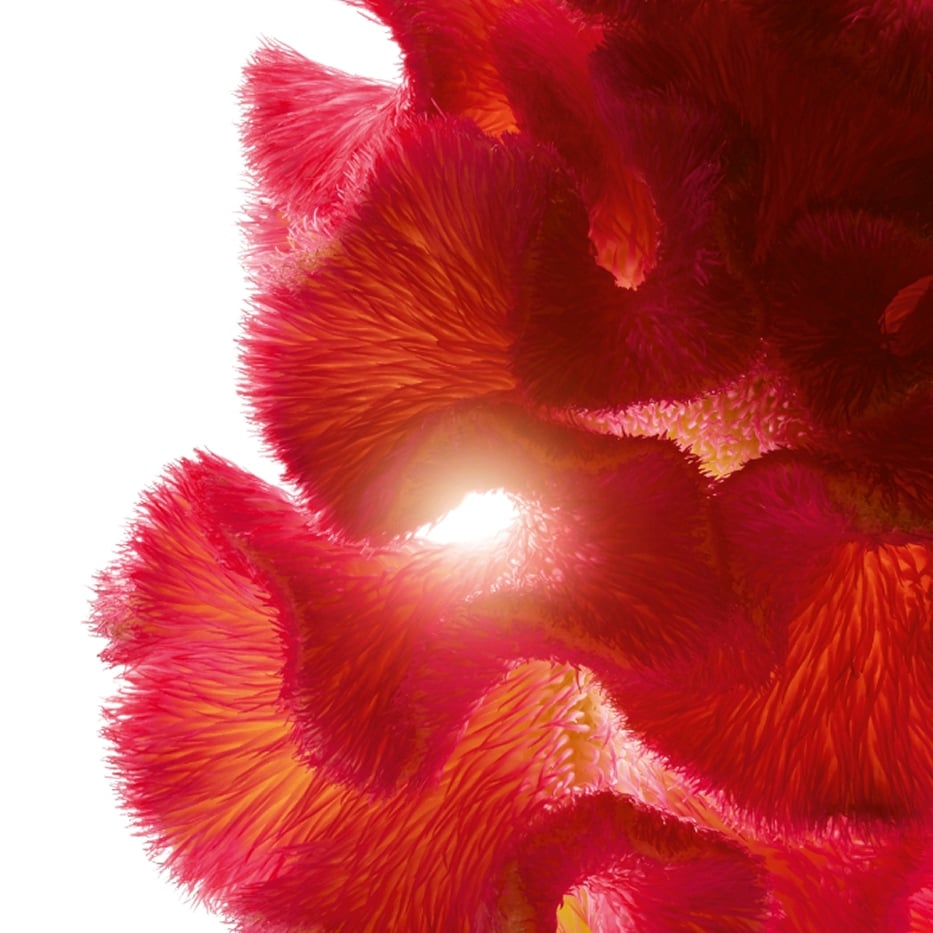 Celosia-Celosia-Extrakt-Celosia cristata flower extract