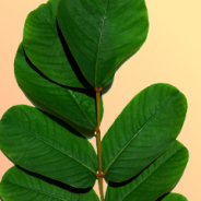Bild Sennespflanze
