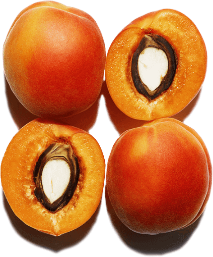 Abricots