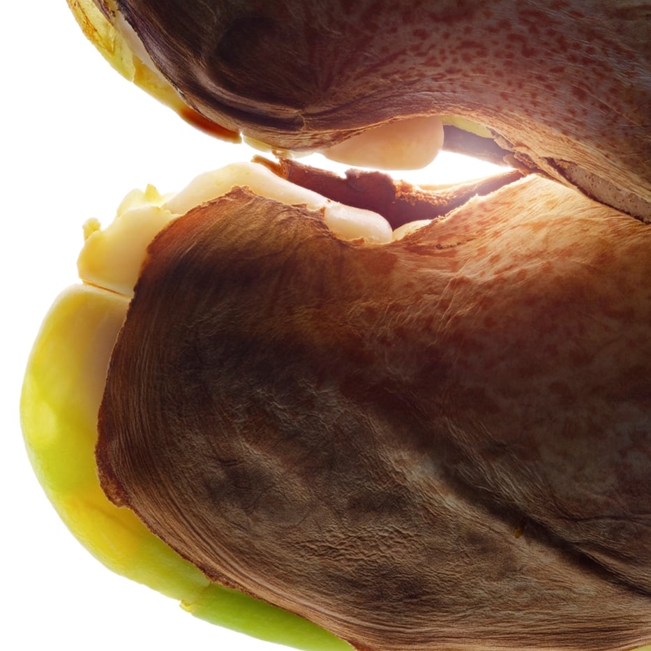 Wilder Mangobaum-Wilde-Mango-Butter-Irvingia gabonensis kernel butter