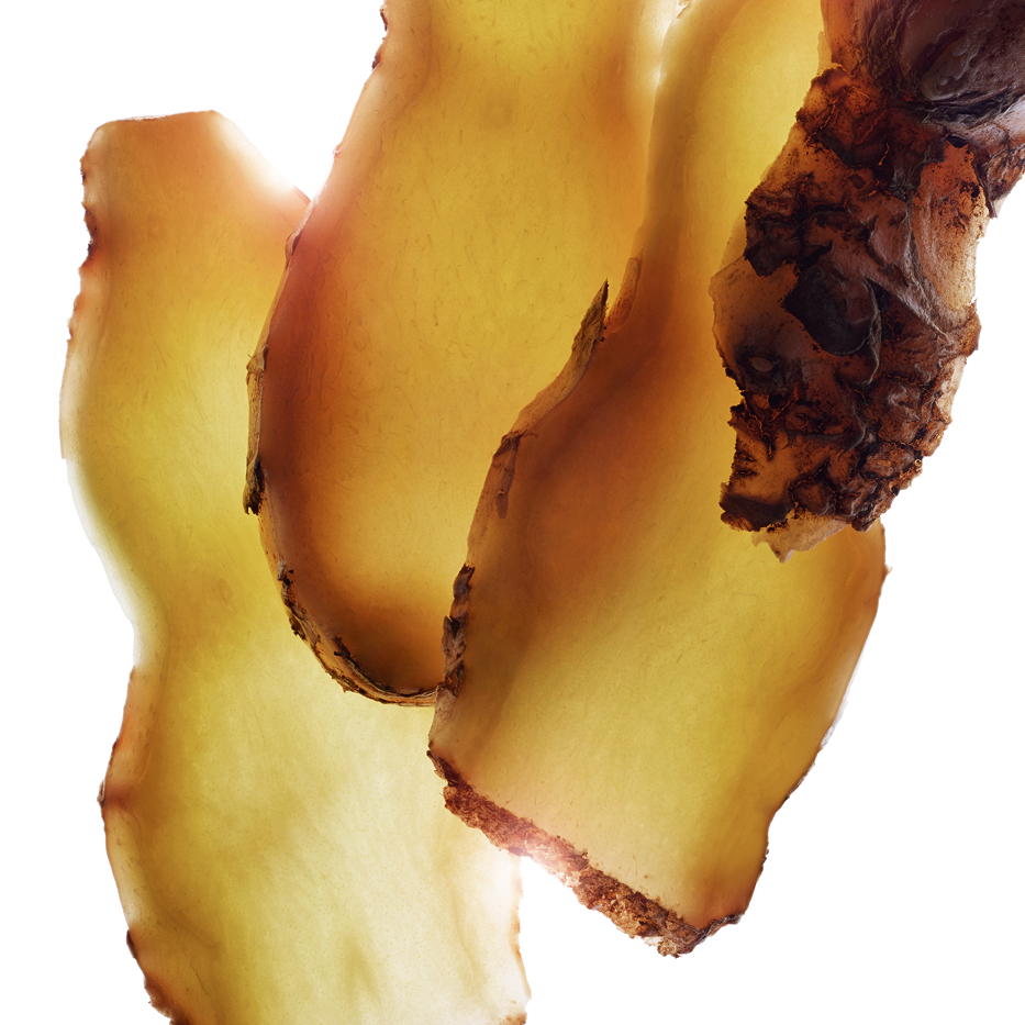 Awapuhi-Ingwer-Extrakt aus Awapuhi-Ingwer-Zingiber zerumbet extract