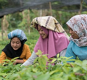 Jeunes femmes dans les risières