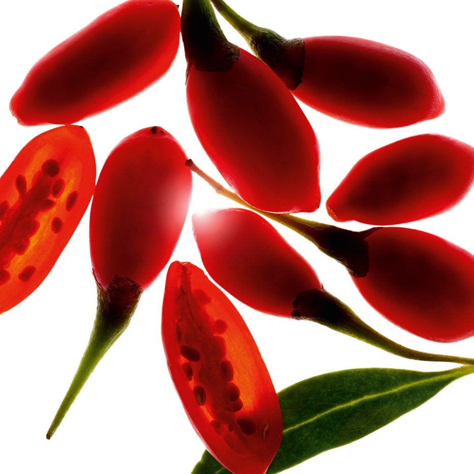 Goji-Biologischer Goji Beere-Extrakt-Lycium barbarum fruit extract