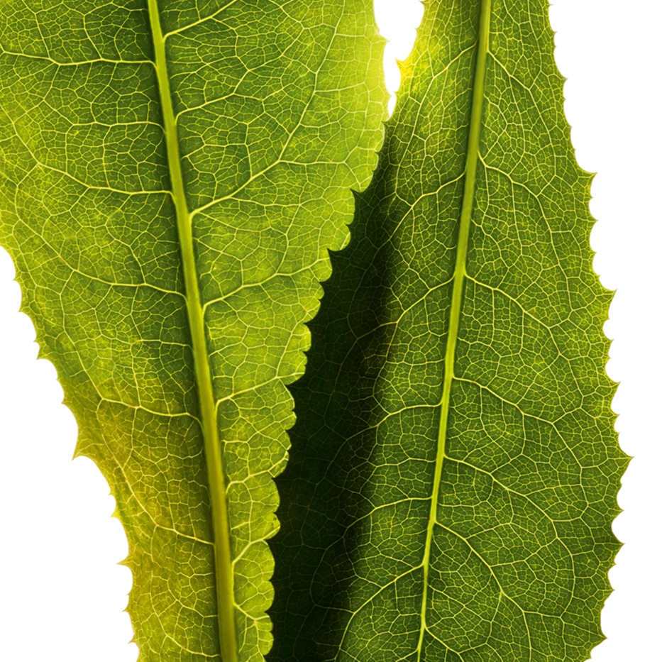 Zichorie-Zichorien-Extrakt-Cichorium intybus (chicory) leaf extract