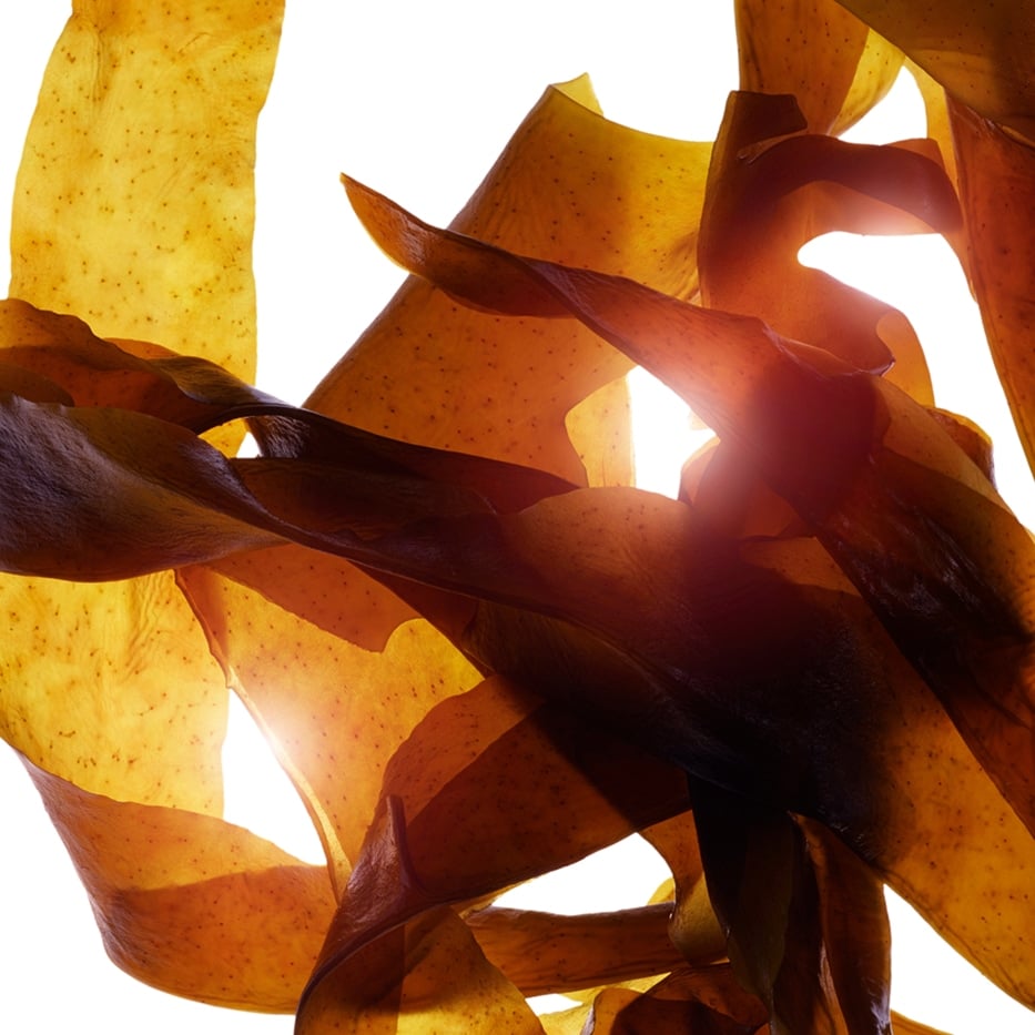 Wakame-Bio-Wakame-Extrakt-Undaria pinnatifida extract