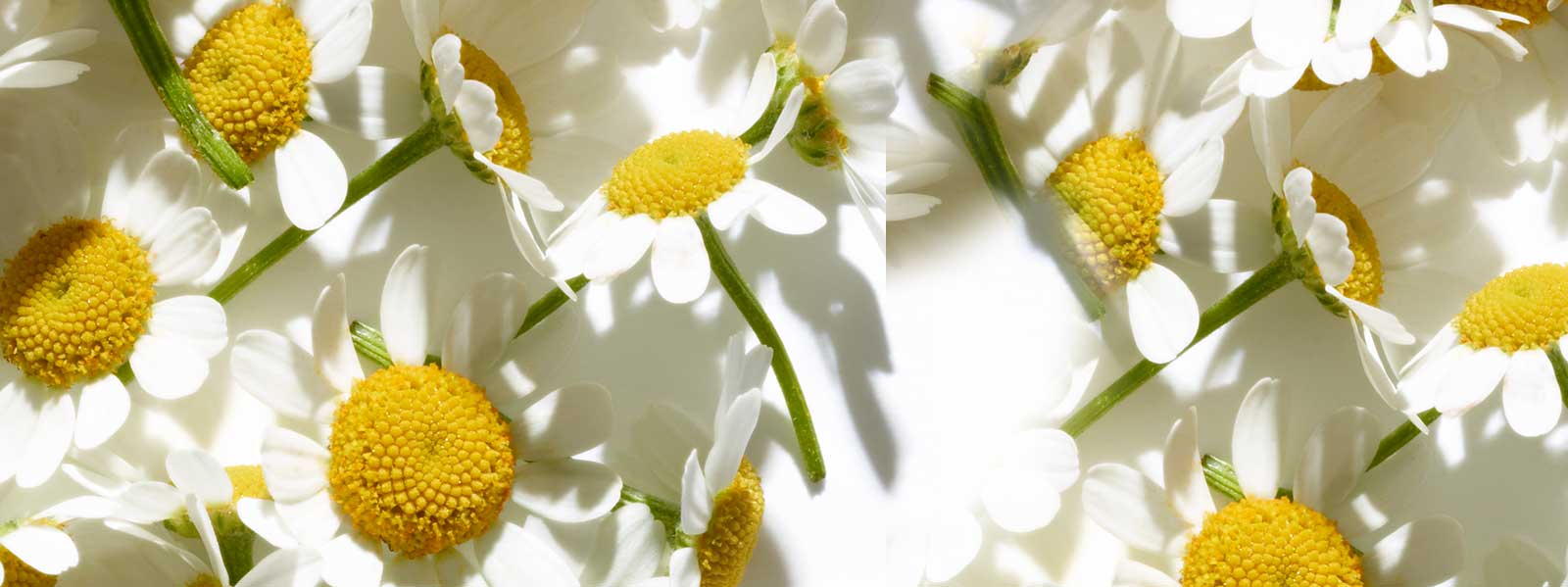 Fleurs de camomille