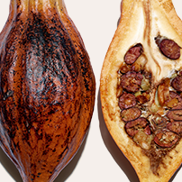 Extrait de cacao bio