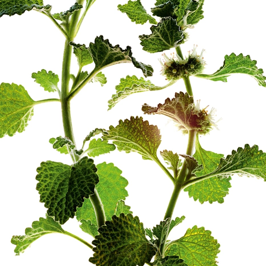 Weisser Andorn-Extrakt aus biologischem Weissen Andorn-Marrubium vulgare extract