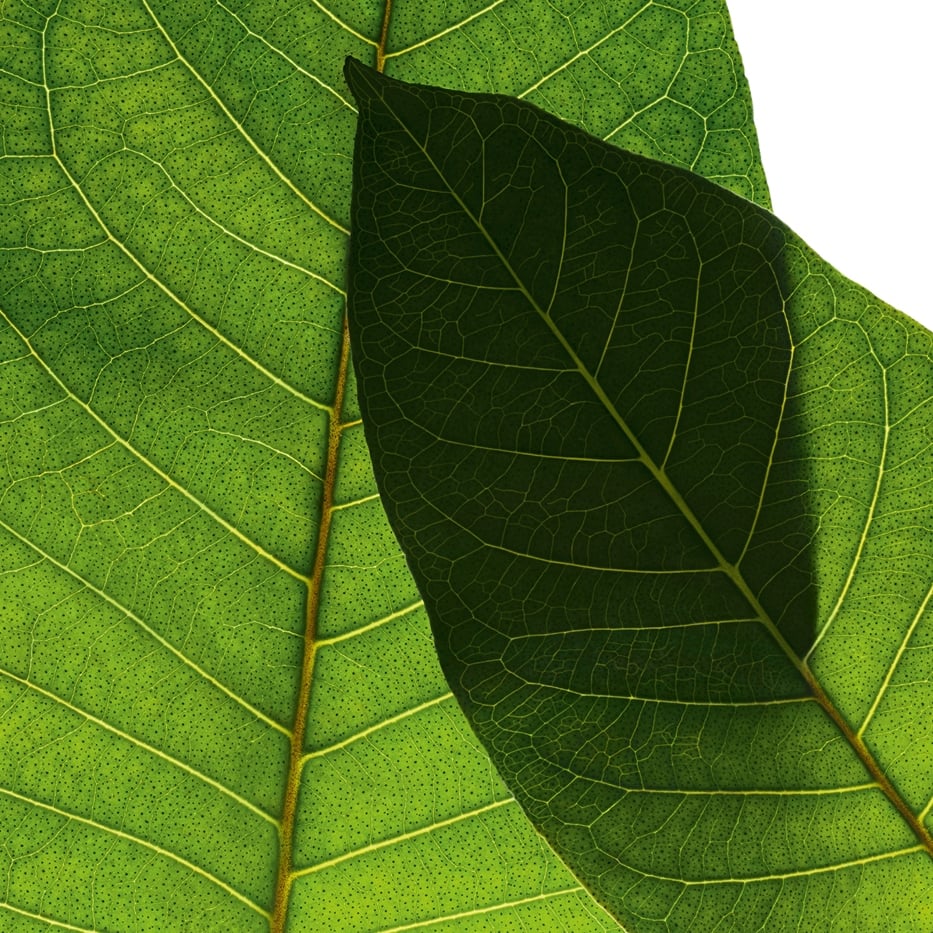 Haronga-Biologischer Haronga-Extrakt-Harungana madagascariensis extract