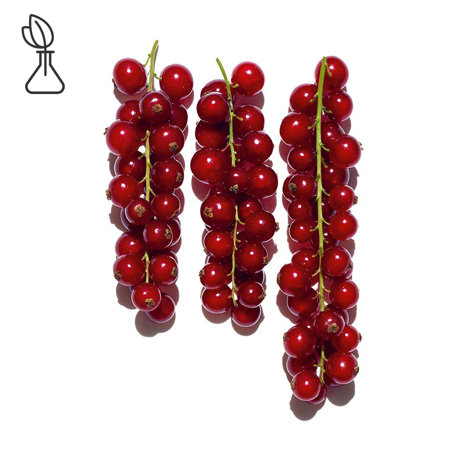 Groseillier rouge-Extrait de groseille rouge bio-Ribes rubrum (currant) fruit extract