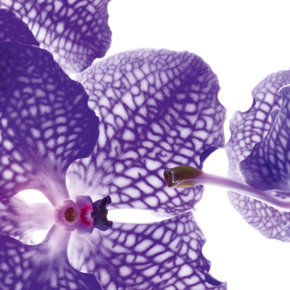 Blaue Orchidee-Extrakt der Blauen Orchidee-Orchid extract,vanda coerulea extract