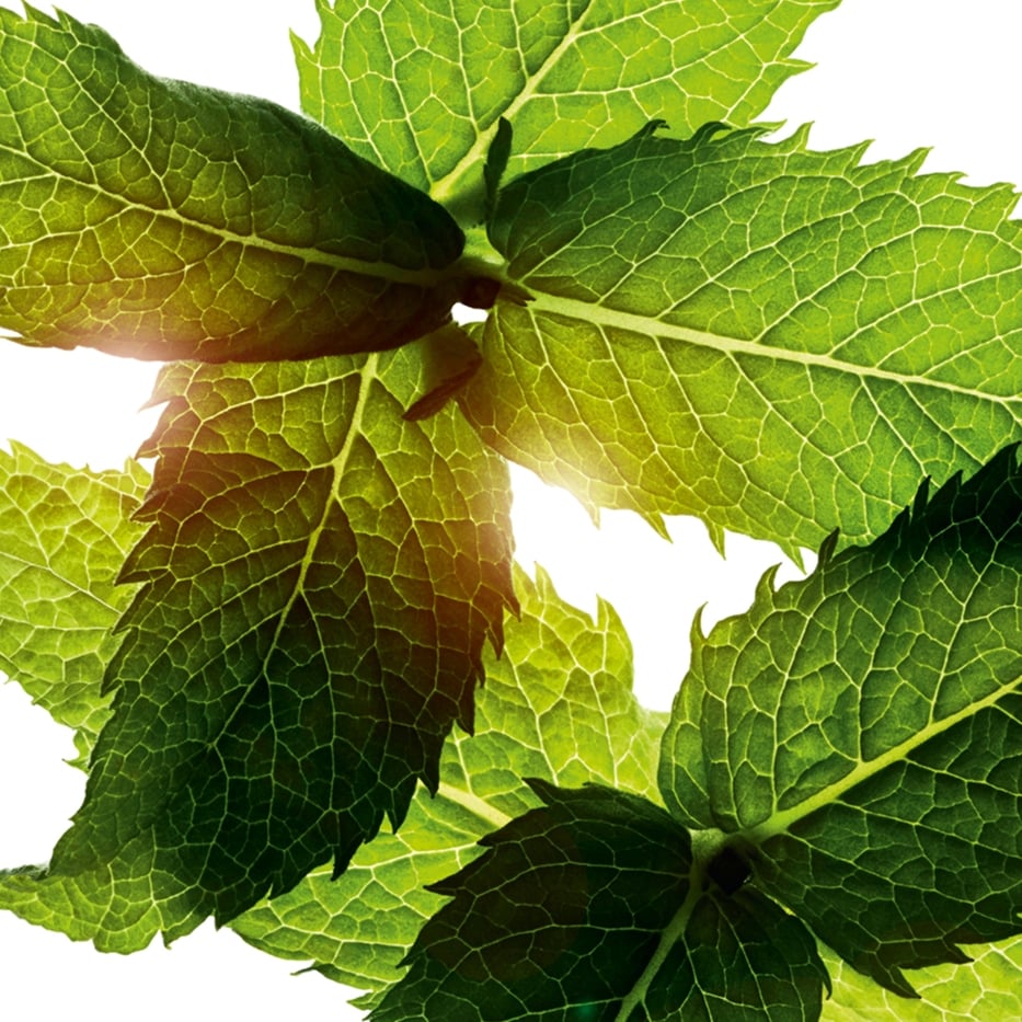 Ackerminze-Ätherisches Ackerminzöl-Mentha arvensis leaf oil