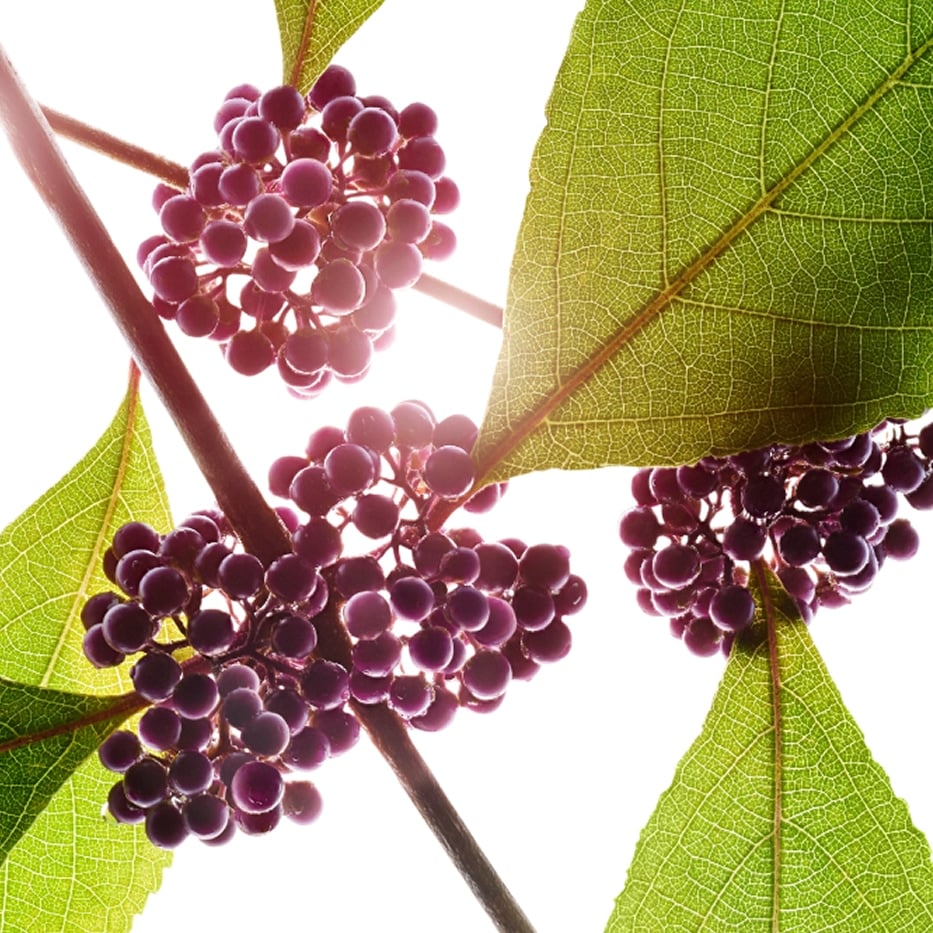 Callicarpa-Callicarpa-Extrakt-Callicarpa japonica fruit extract