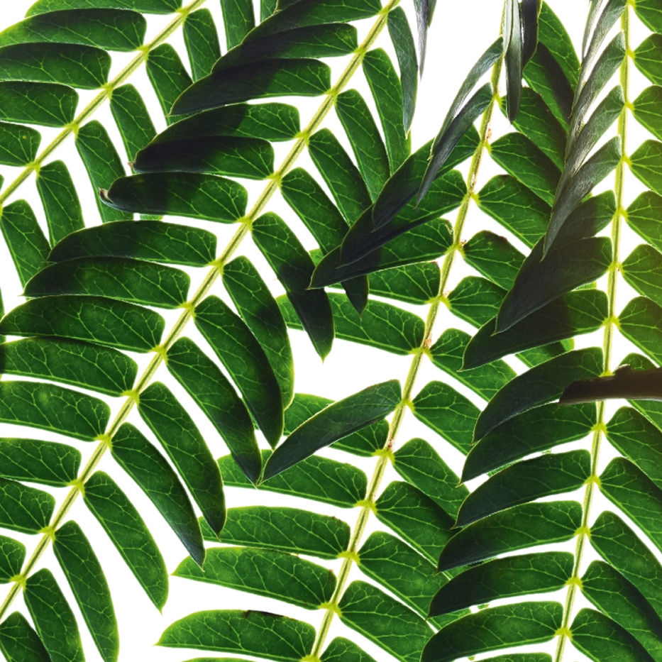 Albizia-Extrait d'albizia-Albizia julibrissin bark extract