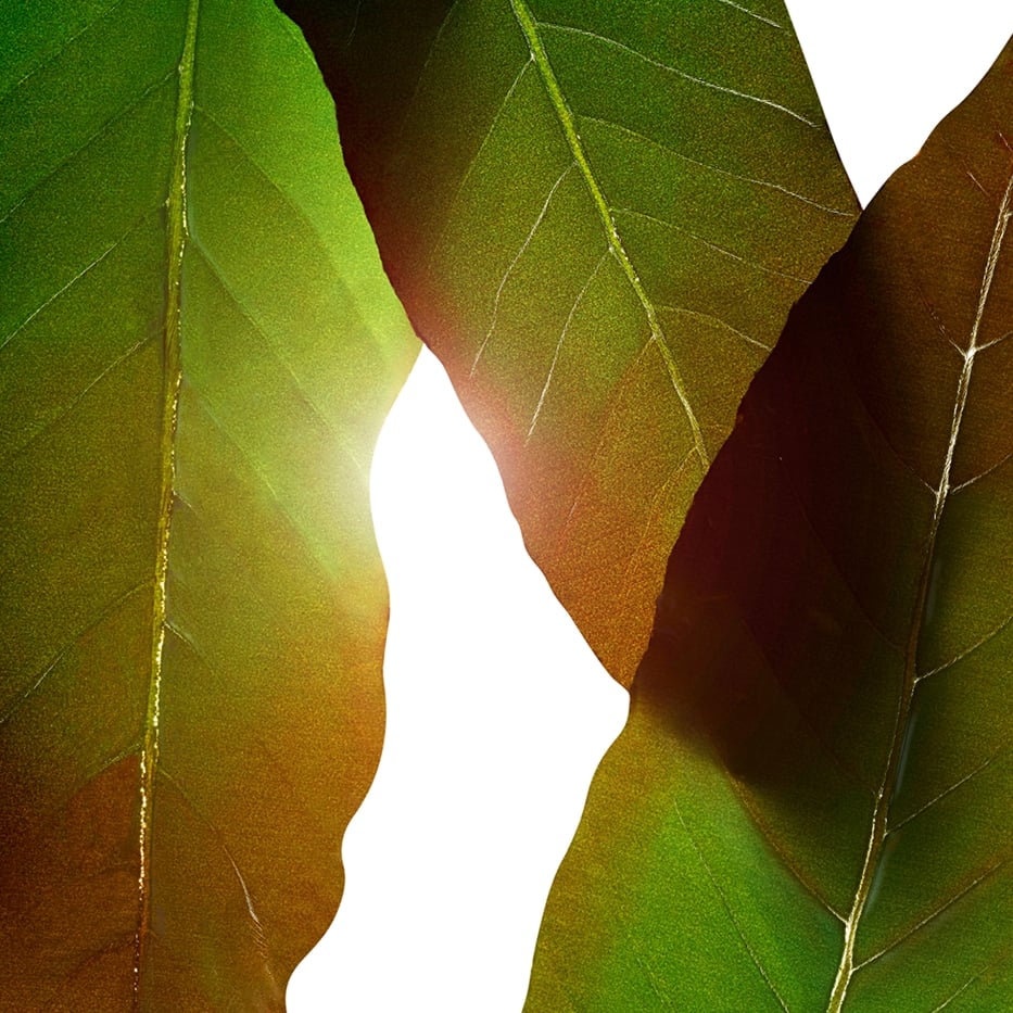 Huang qi-Extrait de huang qi-Engelhardtia chrysolepis leaf extract