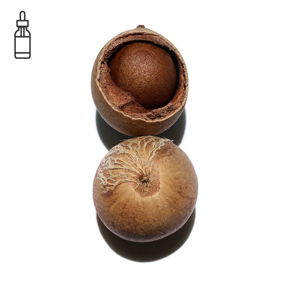 Tamanu-Bio-Tamanuöl-Calophyllum inophyllum seed oil