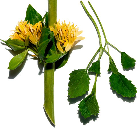 Plantes