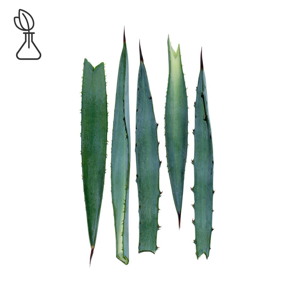Agave bleue-Extrait d’agave bleue-Agave tequilana leaf extract