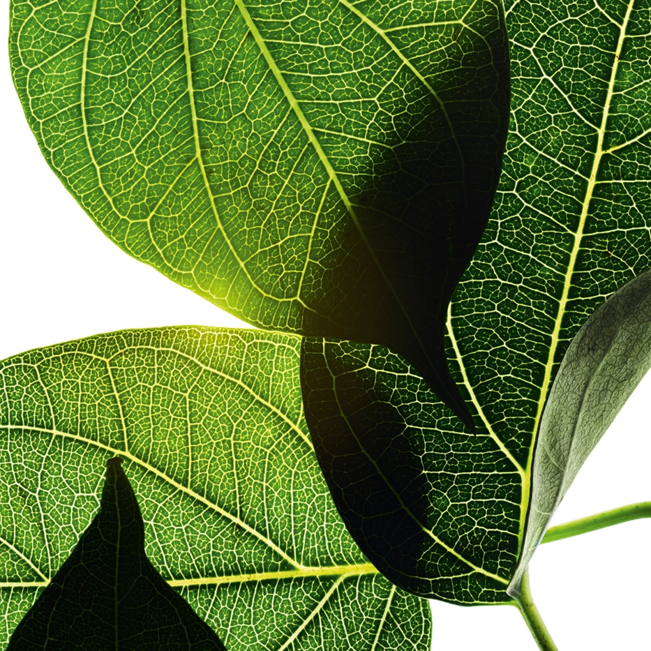 Gymnema-Gymnema-Extrakt (Pflanze aus biologischem Anbau)-Gymnema sylvestre leaf extract
