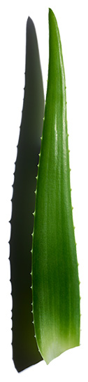 Aktivstoff Aloe vera