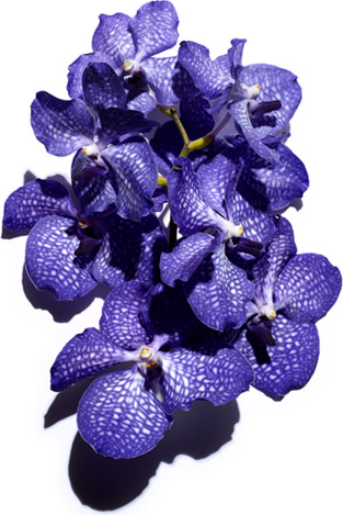 Orchidée bleue - Reine des fleurs - Clarins