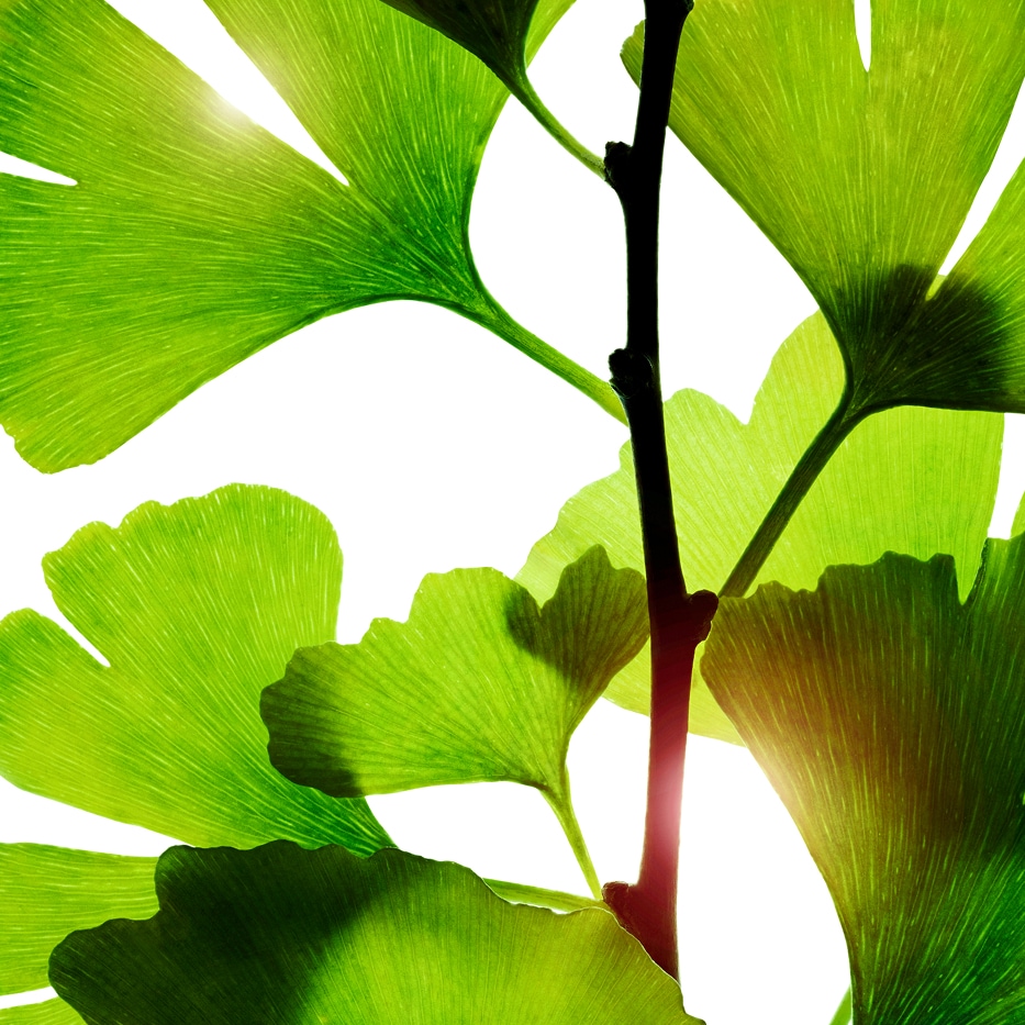 Ginkgo biloba-Ginkgo-biloba-Extrakt-Ginkgo biloba leaf extract