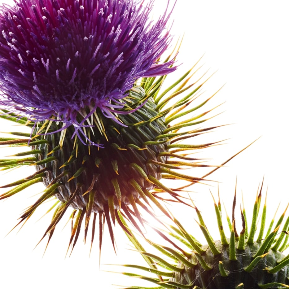 Chardon-Marie-Huile de chardon-marie bio-Silybum marianum seed oil